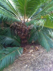 palms 017.jpg